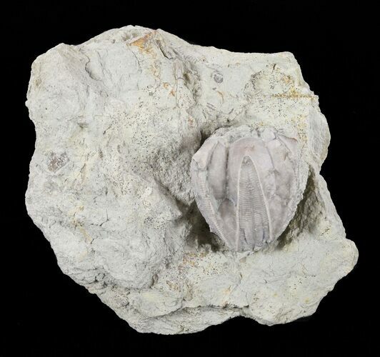 Blastoid (Pentremites) Fossil - Illinois #60142